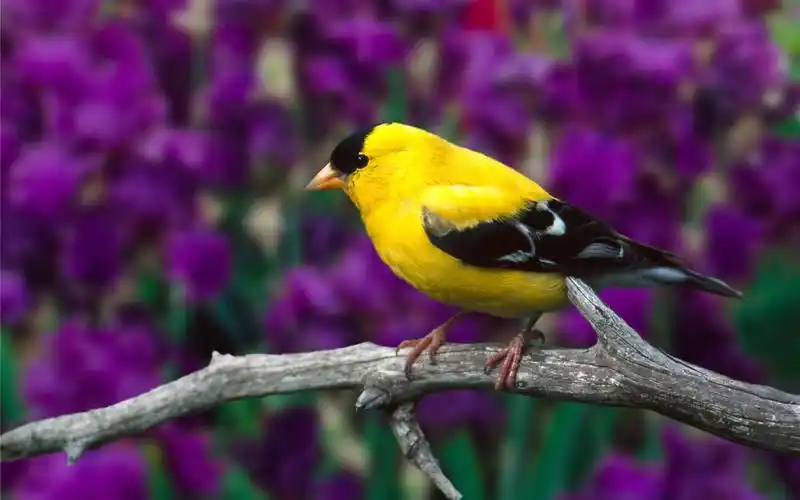 唯美的水中鸭 > || 更新时间:2018-10-05 颜色分 黄色 关键词:  鸭子