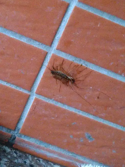 请问这是什么虫子