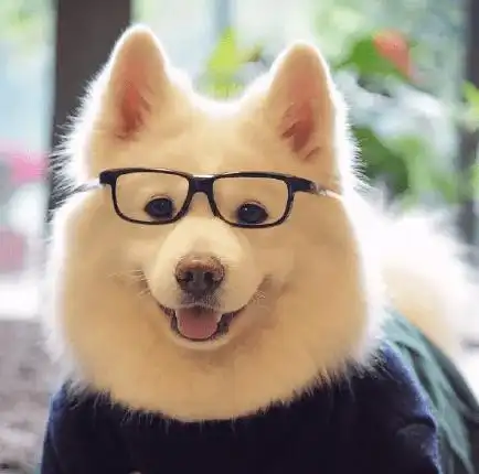 精选10张柴犬逗比头像让你不自觉的嘴角上扬柴犬头像