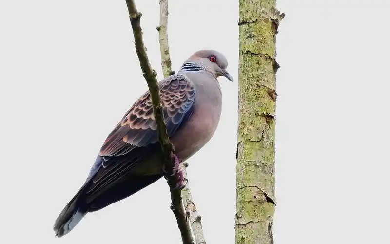 高清漂亮的山斑鸠,也叫鱼鳞斑鸠虎纹斑鸠,大自然好听的知了叫声_哔哩