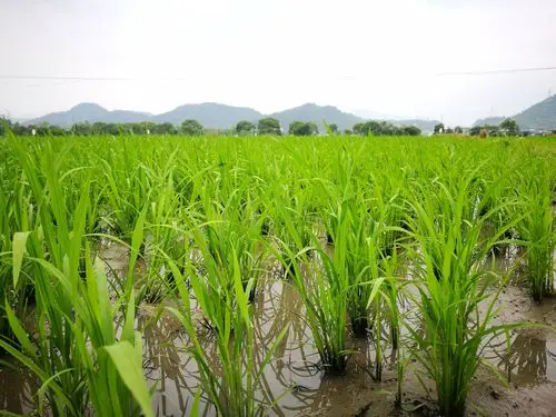 水稻田
