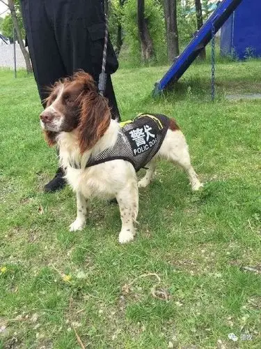 中国最常见的7种警犬看看你想把哪只带回家成为你的好伙伴