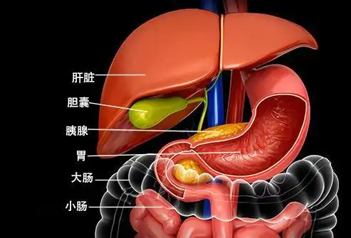 你了解胆囊和胆结石吗怎样预防胆结石