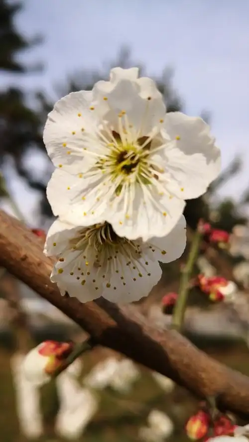 雪白的白色梅花