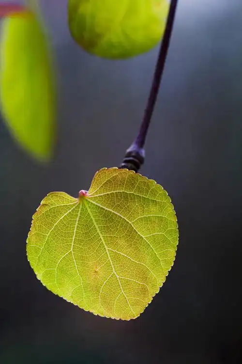 无人,哭,竖图,室外,特写,白天,留白,美景,植物,叶子,半透明,假发,景观