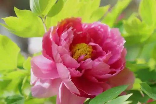 三月牡丹始盛开!