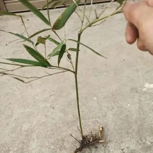 有仁堂小青竹竹子苗庭院竹子苗小竹子带芽发超易活款长笋可食用 5棵