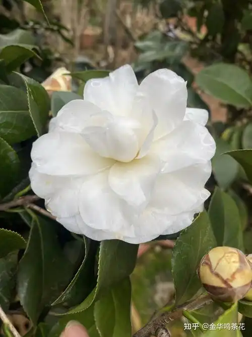 雪塔茶花 - 知乎