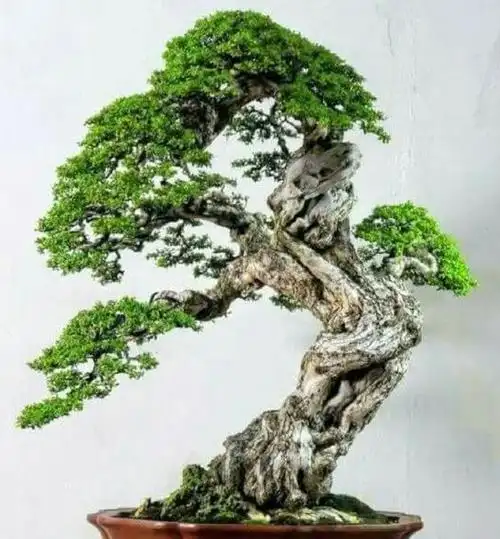 盆景欣赏:气势磅礴的山石盆景,三峰具体小,应是华山孙