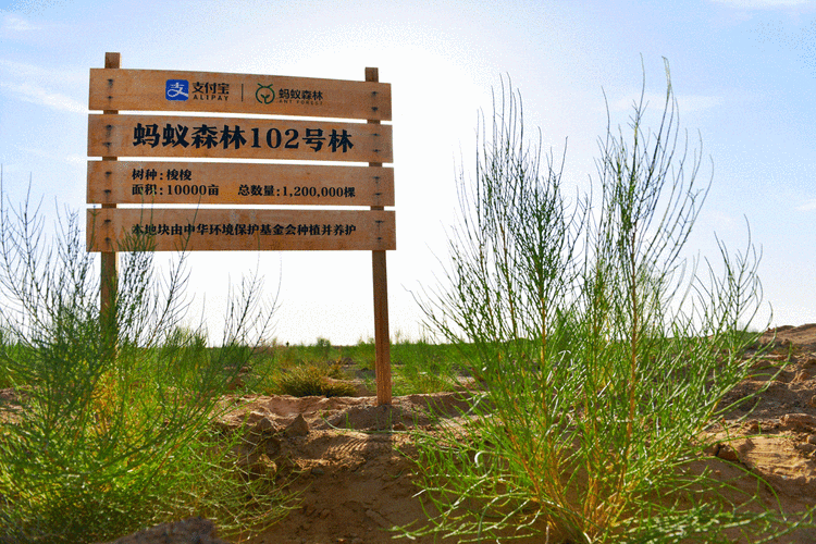 支付宝蚂蚁森林种成4883万棵树:快看你的盖戳了