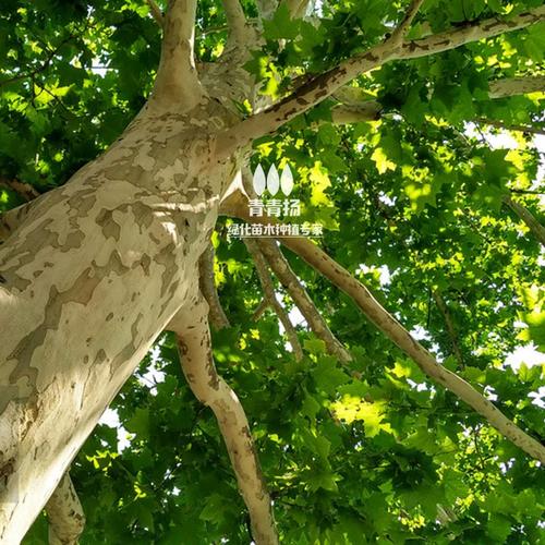 法国梧桐树悬铃木树苗大树庭院风景行道园林绿化苗木中国青桐法桐