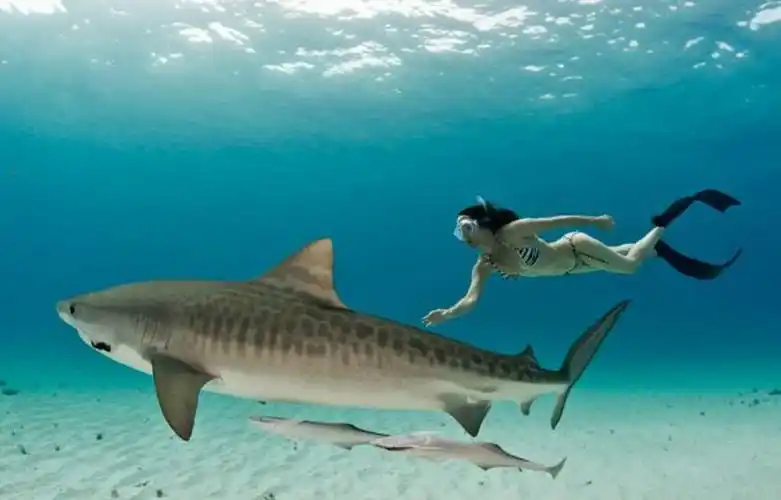 南非一女子与虎鲨共泳呼吁人类保护鲨鱼
