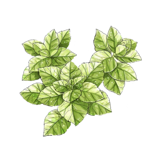 手绘薄荷图片大全_手绘薄荷图片素材【png免费下载】-90设计网