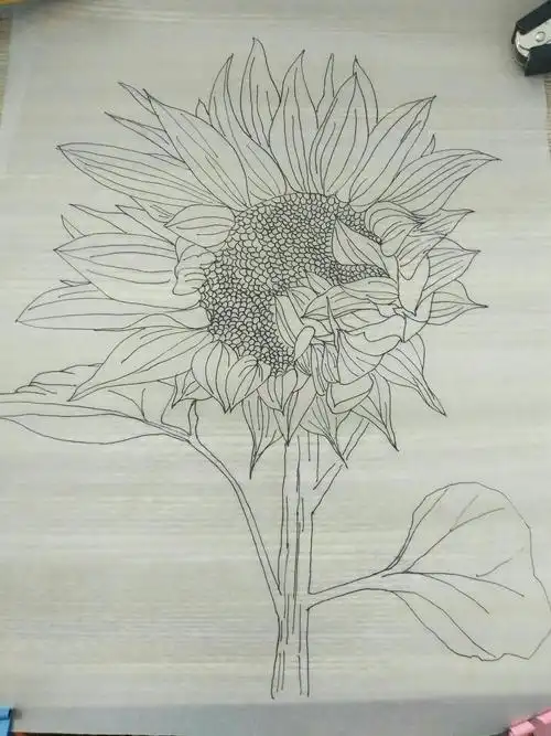 《线描向日葵》——王爱群(临沂二十三中学)