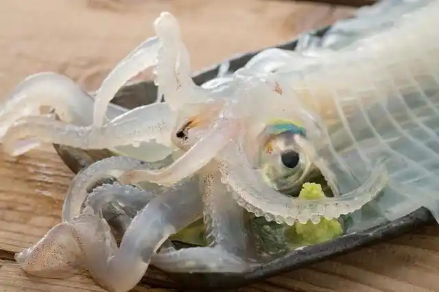 除了这种盖饭的吃法,还有我们比较常见的吃法就是直接生吃鱿鱼,这种吃