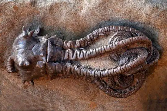 形似蜘蛛的巨型杀人蟹登陆日本 已有60人葬身蟹腹