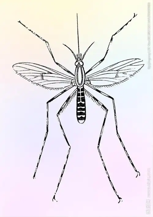 蚊子手绘图片
