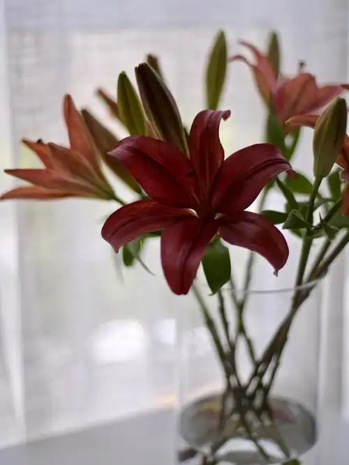 红宝石亚百合 - 归树ing - 图虫