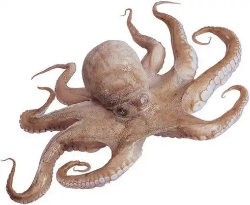 章鱼的功效与作用