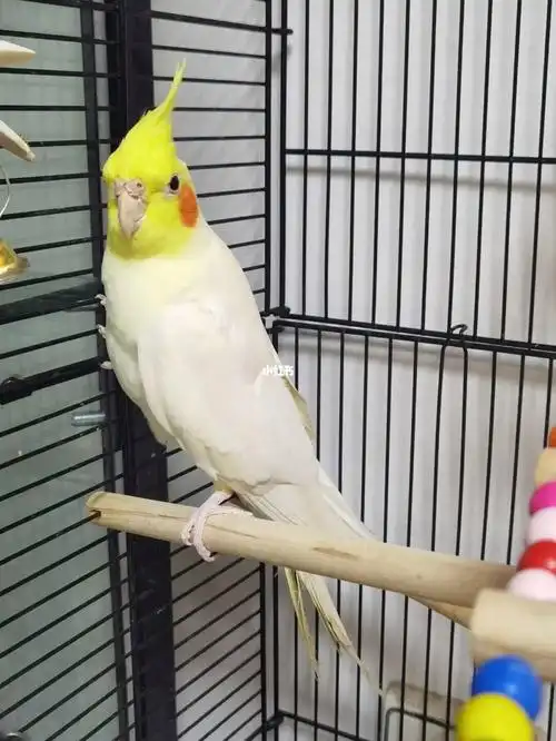 卖家非说才2个多月,我怎么看都觉得不像求懂的大神鉴定#玄凤鹦鹉