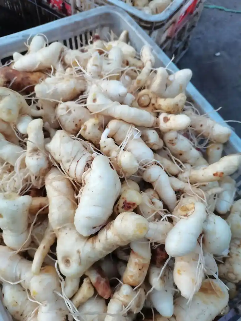 产地加工鸡头黄精,需要干货与想种植的朋友请联系,供应带芽头鸡 - 抖