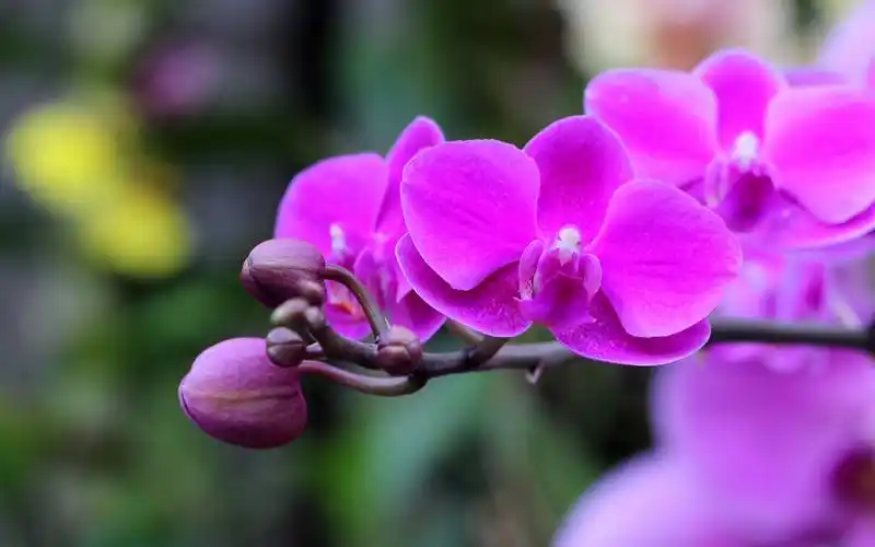 兰花图片高清壁纸-花卉壁纸-高清花卉图片-第6图-娟娟壁纸