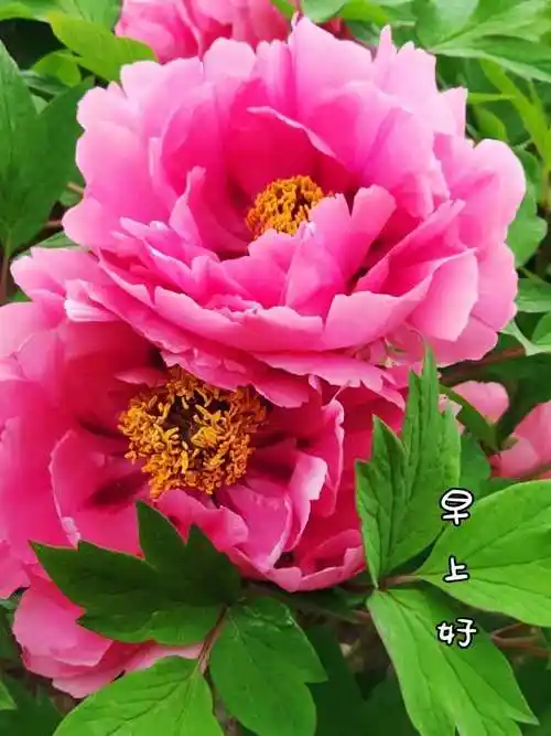 牡丹花开富贵吉祥