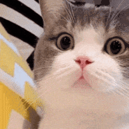 网红猫咪土豆表情包第十六弹