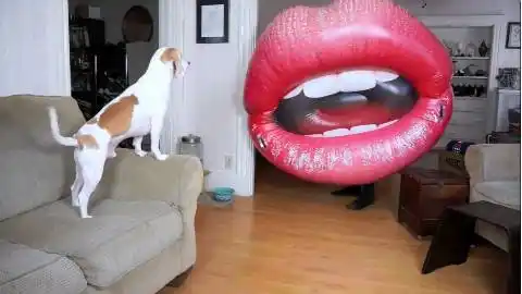 狗狗看见一个很大的嘴巴是什么反应?