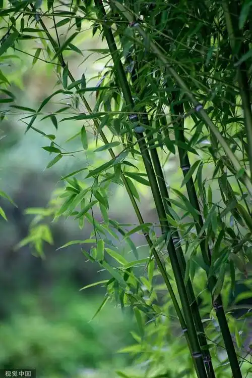 近日,临沂的竹林郁郁葱葱,生长繁茂.