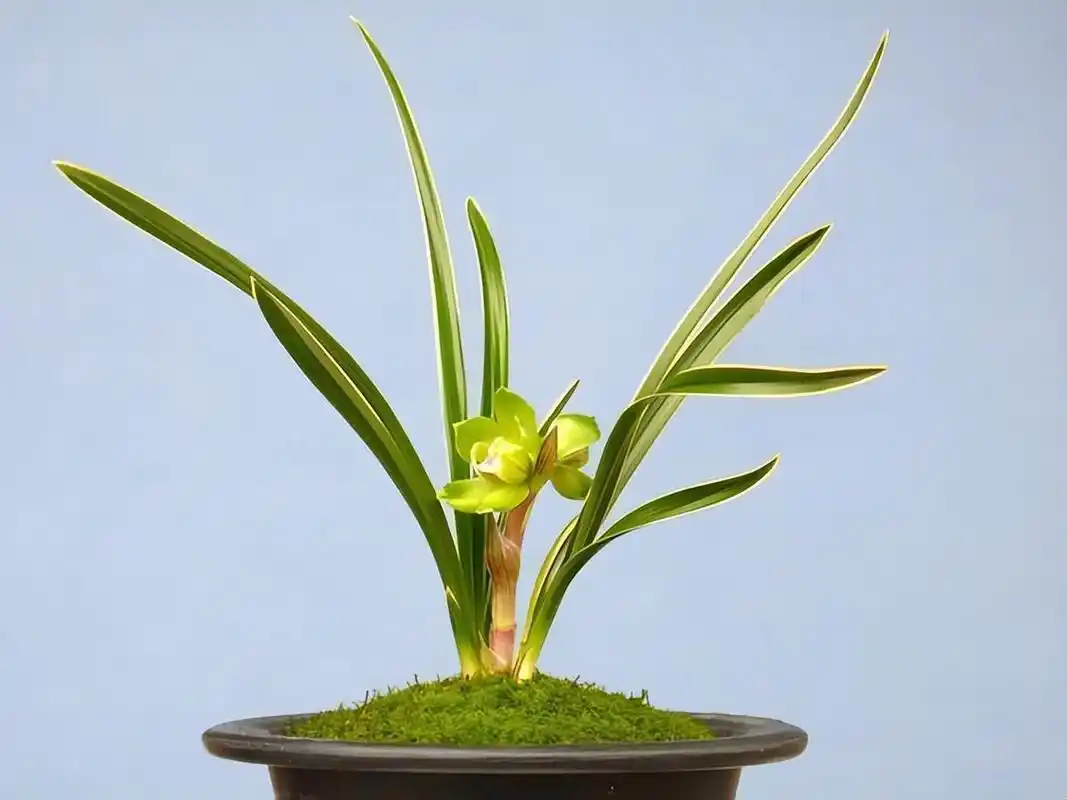 "春兰皇后"绿云,曾经的极品兰花,如今少抽一包烟便能入手一株