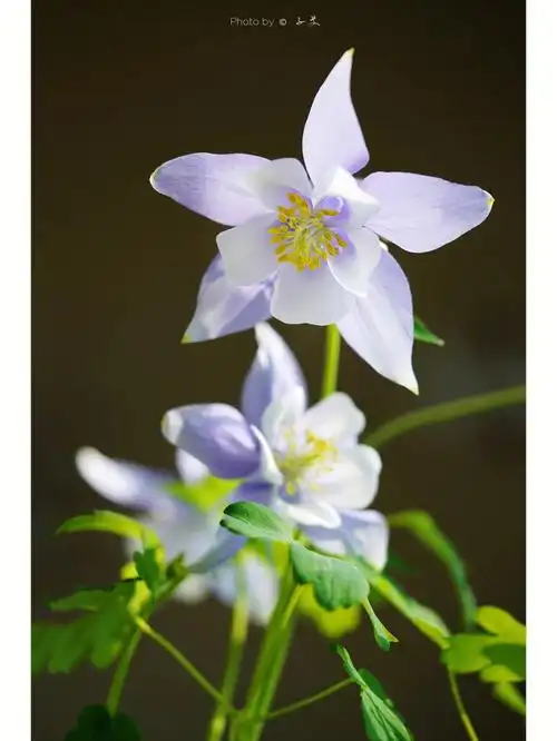 阳台上的耧斗菜开花了