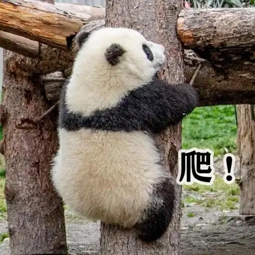 超萌萌汶川熊猫表情包太可爱了速收藏