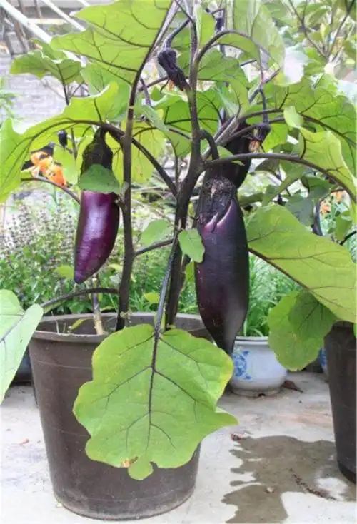 在阳台盆栽茄子,按照技巧去栽种,茄子长得好大个