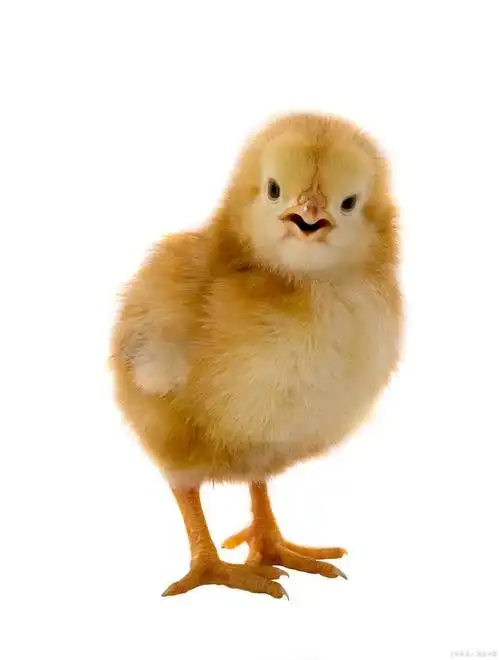 小鸡晚上叫个不停?资深宠物医生教你解决!