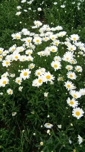 wangruohan 小雏菊/小雏菊背景图/聊天壁纸/手机壁纸/锁屏壁纸/拽拽