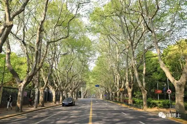 春末夏初,法国梧桐(又称悬铃木)也蠢蠢欲动起来,老果脱落,果球炸裂,在