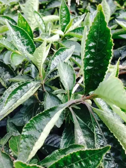 木本植物,枝繁叶茂,锯齿尖叶,黄色小花,叶熬汤汁甘苦,降火.