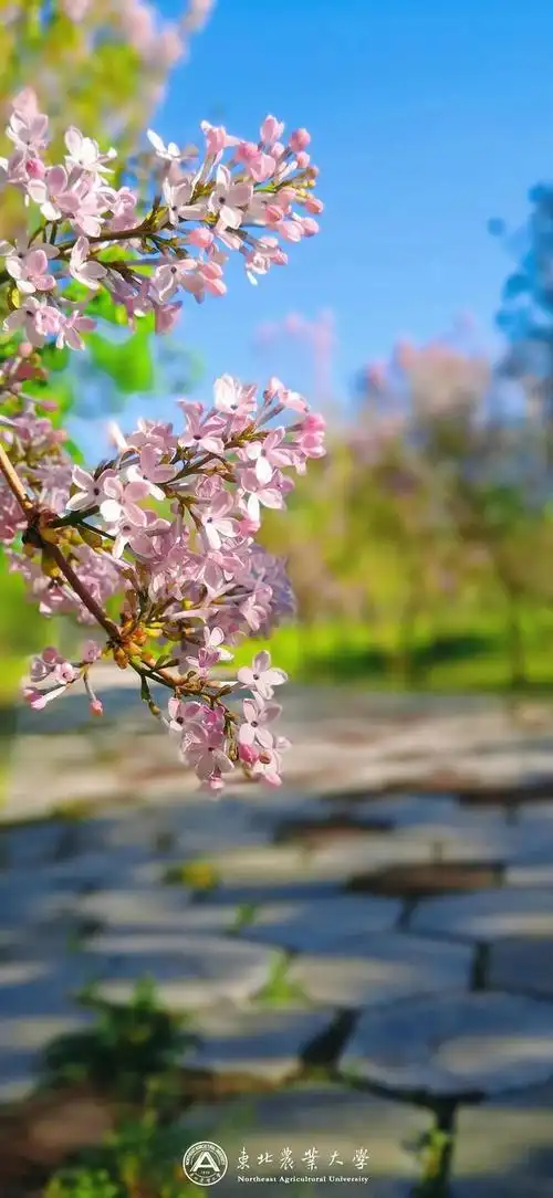 本文关键词:小清新唯美景物图片高清,小清新唯美风景图片,淡雅小清新