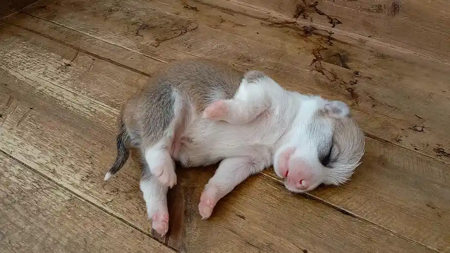 刚出生第八天的小奶狗正熟睡中,当主人戳它那一刻,真可爱