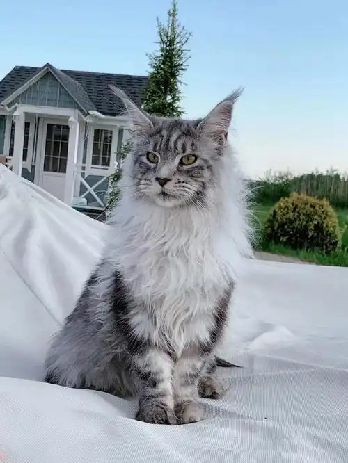 967 месяцевns22[色][色][色]男孩7个月#缅因猫  #缅因