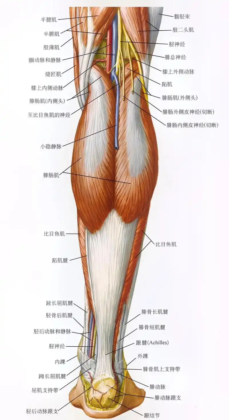 小腿肌肉解剖.小腿肌肉解剖骨性标记点 肌肉解剖 体态评估 功 - 抖音