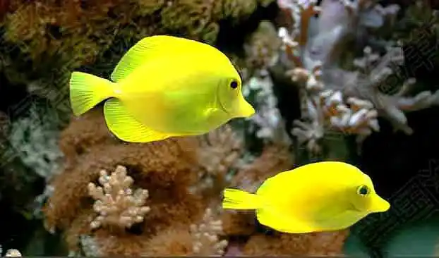 绿龙鱼,藏在草丛里都看不见它.像是移动的水草.