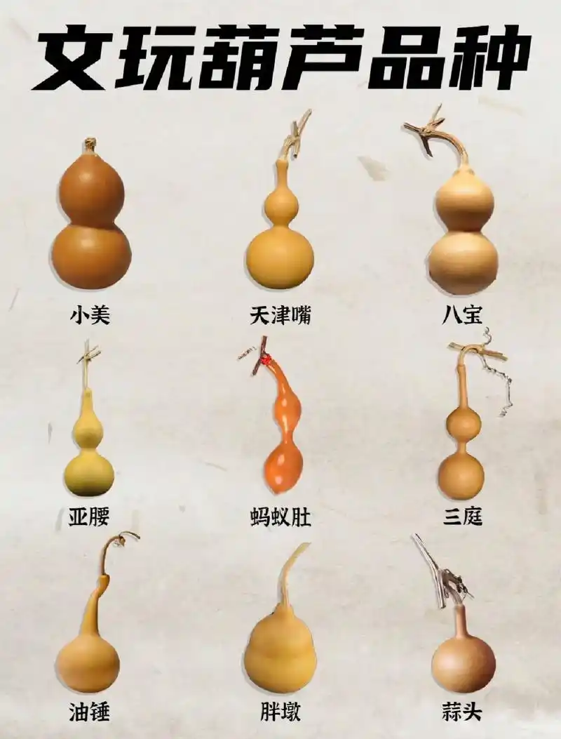 文玩葫芦品种分类.#文玩葫芦 #文玩 看看你手里盘的是哪一款 - 抖音