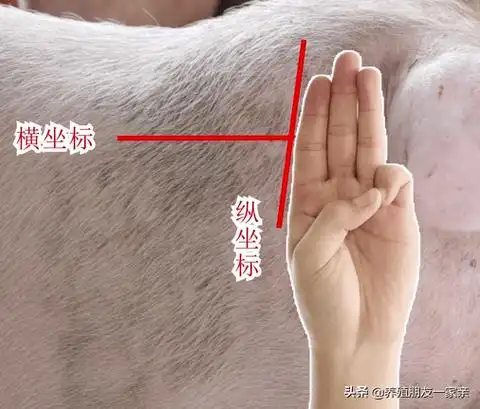 怎么给猪打针这些细节一定要注意附详细操作步骤