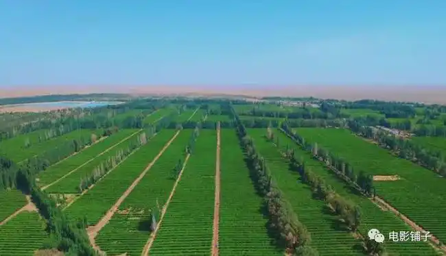 沙漠|防护林|风沙|林场|塞罕坝_网易订阅