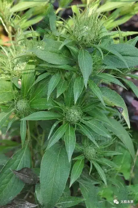 白术来源产地《中药大辞典》为菊科植物白术的根茎.