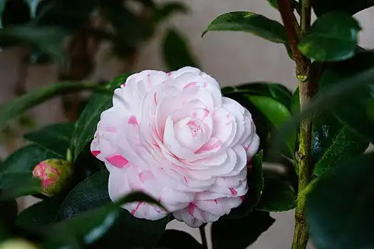 十八学士山茶花粉色茶花粉色茶花山茶花山茶花云南,大理市博物馆,山茶