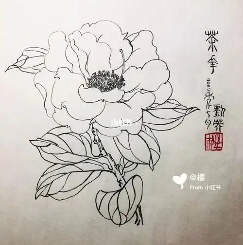 白描打卡练习茶花