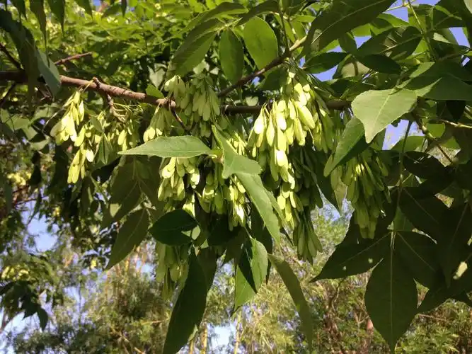 上饶12公分白蜡成活率高